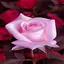 flowers beautiful pictures 52.6.3