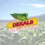 DK-Experto 1.2.4