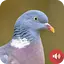 Pigeon Sounds