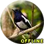 Suara Burung Kacer Full Isian 2.0.0