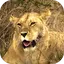 Animals of Africa Video LWP 5.0