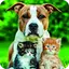 Cats And Dogs Wallpaper 3.0