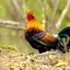 Red junglefowl sounds 1.9