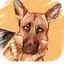 Dog Breeds Identifier 1.1