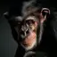Monkey Wallpapers 4.0.monkey