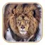 Lion Wallpaper 3.0.5