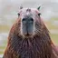 Capybara Wallpaper HD 1.0.0
