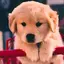 Puppy & Dog Wallpapers HD 1.02.11