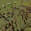 EPIC ANIMAL BATTLE SIMULATOR 1.5