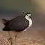 White-breasted waterhen Sounds 36.0.0