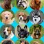 Dog Barking Sounds 35.0.0