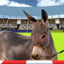 Jumping Donkeys Champions 1.0