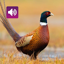 Pheasant Bird: Sound & Calls 3.8.0