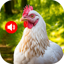 Animal Ringtones & Bird Sounds 1.1.1
