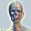 Anatomy View 1.3