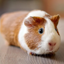 Guinea Pig Wallpapers 4.0.guineapig