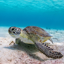 Turtle Wallpapers 2.0.0