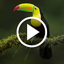 Animal Video Wallpaper 2.1.2