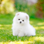 Pomeranian Dog wallpaper 1.1.10