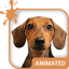 Doggy Dream Wallpaper 5.15.1