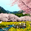 ZEN Heavenly Blossoms Theme 1.1