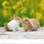 Little Friends 1.0.1