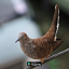 suara pikat burung perkutut 9.1