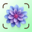 Plant Up: Identifier & Care