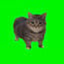 SpinningCat 1.0