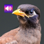 Thai Bird: Sounds & Ringtones 3.2.0