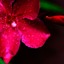 HD 4k Wallpapers 11.0