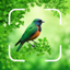 Avifauna Identifier: Birds ID 1.0.1