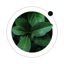 Plant Health Care・AI Identify