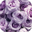 Lavender Rose WalL 1.3
