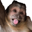 Monkey Stickers WAStickerApps 5.0