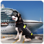 Police Dog Cruise Crime Chase 2.9