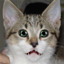Talking Cat