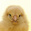 A Talking Chick 6.32