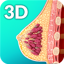 Breast Anatomy Pro. 2.2