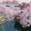 EscapeGame: Edo Cherry Blossom 2