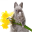 A Talking Easter Bunny 6.32
