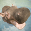 Hippo’s World: A Daily Tale 1.0.0