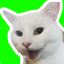 Stickers Cat WAStickerApps 1.9