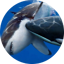 Discovery HD (Unofficial) 18.0