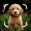 Dog Breed Identifier - My Pet