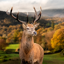 WILDLIFE CAM 1.0.3