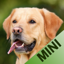 Animal Sounds & Images (mini) 3.1.0