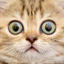 Funny Cate 2.0