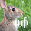 Rabbit & Hare Hunting Calls 3.2