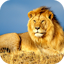 Lion Wallpaper 2024